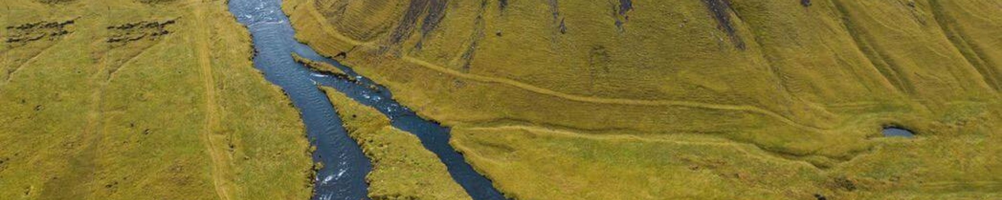Green landscape with a few sheep