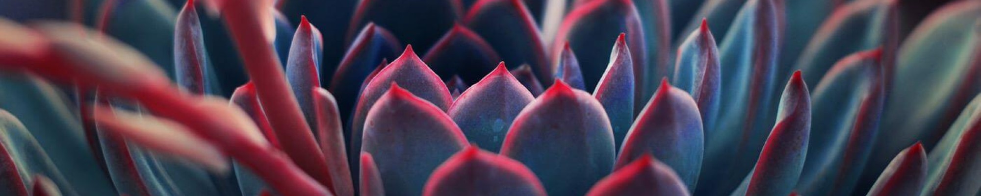 Colorful succulent